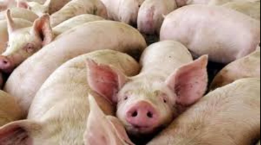 Confirmaron un caso de triquinosis y alertan sobre el consumo de cerdo sin control sanitario