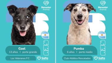 Una campaña mundialista para la adopción de perros es furor en Salta