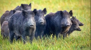 La culpa no es del chancho sino del jabalí