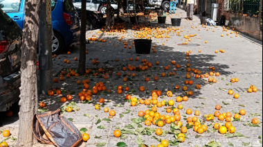 Atento el naranjal de la 9 de Julio: Buscan “bolillitas” de naranja amarga en San Pedro para enviar a Vietnam