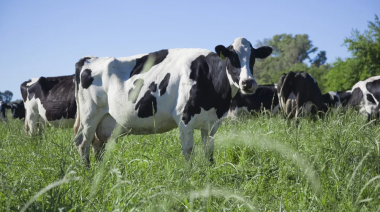 La producción de leche crece, pero cada vez hay menos tambos