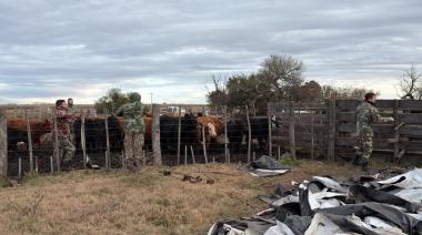 Tras semanas de incertidumbre, Racca recuperó 49 terneros robados valuados en más de $70 millones