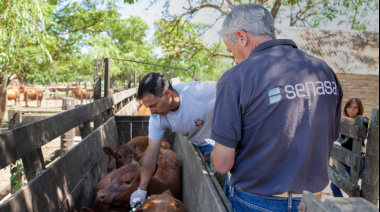 El SENASA prohibió vacunar contra la peste bovina y busca apuntalar las exportaciones