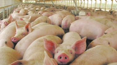 Brote de triquinosis en Madariaga: Hay unos 100 afectados y 2 siguen internados