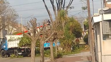 Entre el manual del buen árbol y la realidad de la motosierra