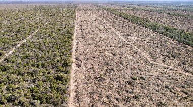En el primer semestre se desmontaron 40 mil hectáreas en el norte argentino