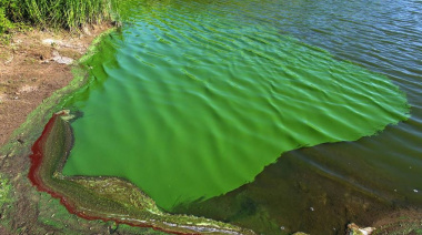 Cianobacterias: la Provincia alertó a Junín y otros municipios bonaerenses por riesgo en el agua
