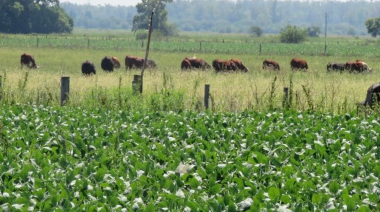 Las vacas quedaron, pero el campo cambió de dueños y de escala