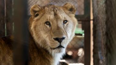Los tigres de Luján vuelan a Sudáfrica: Escalas y 4 horas por tierra hasta su nueva vida
