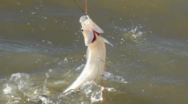 Pejerrey: comienza la veda de la pesca deportiva en la provincia de Buenos Aires