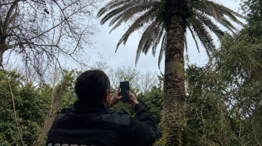 La plaga que afecta a las palmeras ya impacta en Junín y toda la provincia