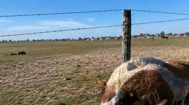 Tragedia en Ameghino: seis caballos murieron tras ingerir 'semillas curadas' para cerdos