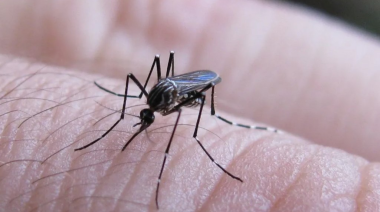 Fiebre chikungunya: se confirmó el primer caso de la temporada 2026-2027