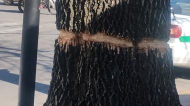 Ecocidio en La Plata: el “anillado” de un árbol histórico expone la desidia municipal