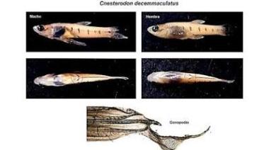 Las lagunas de Junín tendrían una nueva especie ictícola