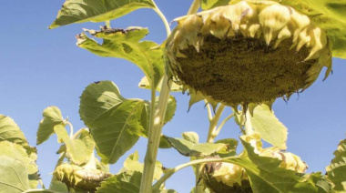 El girasol recupera terreno en Junín: INTA y AIAJ logran máximos rindes en Morse