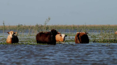 Buscan sacar miles de cabezas de ganado de las islas ante posibles inundaciones