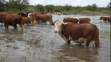 Productores de San Pedro piden que se active la emergencia por 9.500 animales en riesgo