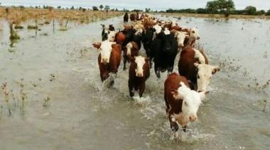 Productores de San Nicolás, Ramallo y San Pedro trasladan ganado hacia zonas más altas