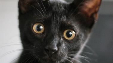 Piden no dar gatos negros en adopción tras un indignante caso en Cañuelas