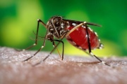 A no dormirse: el ‘Aedes aegypti’ avanza