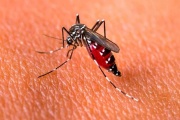 Contra el mosquito, una fuerte prevención