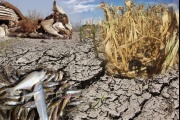 Mortandad de peces en la laguna: otra imprevisión petrequista