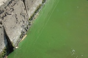 El peligro que entrañan las “aguas verdes” de la laguna