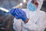 Primera muerte humana por gripe aviar en el mundo