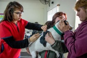 La campaña gratuita de vacunación contra la rabia sigue recorriendo los barrios de Junín