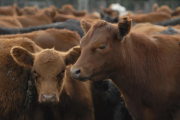 Eliminan el peso mínimo de faena para bovinos y liberan el mercado
