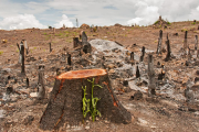 La destrucción ambiental busca su lugar en el Código Penal