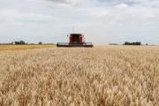 Los productores no venden el trigo de la cosecha por venir
