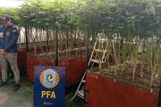 Desmantelaron un sofisticado vivero de marihuana frente al shopping de Avellaneda