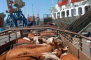 Oportunidades y claroscuros de exportar ganado en pie