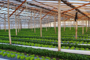 Alarma en el cordón frutihortícola de La Plata por la importación de frutas y verduras