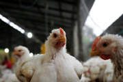 Tras detectar un brote en Los Toldos, Argentina suspendió sus exportaciones de productos avícolas