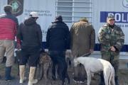 Demoran a cuatro hombres con perros galgos por cazar liebres
