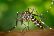 Refuerzan campaña de prevención del dengue "antes de que sea un problema"