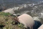 Quejas en Junín por el taponamiento que se produce en el terraplén de la laguna de Rocha