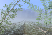 Acacia negra: una mano espinosa sobre los campos de Junín