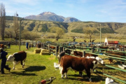 El campo celebró la restitución de zona libre de aftosa sin vacunación de la Patagonia