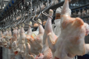 La sobreoferta de pollo hizo desplomar el precio: 2.000 pesos el kilo en supermercados