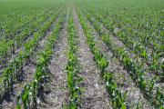 Lluvias erráticas sostienen rindes del maíz temprano en la región núcleo