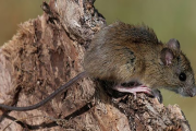 Hantavirus en provincia de Buenos Aires: Murió un adolescente de 14 años en San Andrés de Giles