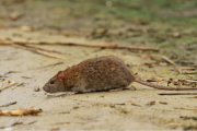 El hantavirus llegó a la Legislatura