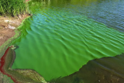 Pehuajó en alerta roja por cianobacterias