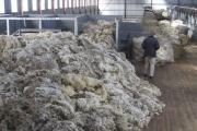 Habilitaron la exportación de 'lana sucia' sin ningún proceso industrial