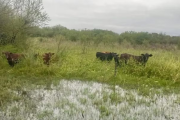 Las lluvias se concentrarán sobre el norte de la región agrícola durante los próximos días
