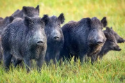 La culpa no es del chancho sino del jabalí